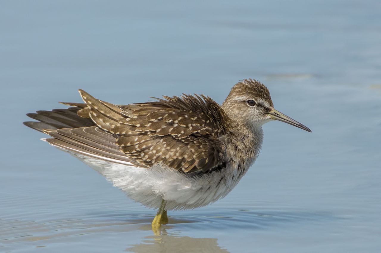 Piro-Piro boschereccio (Tringa glareola)